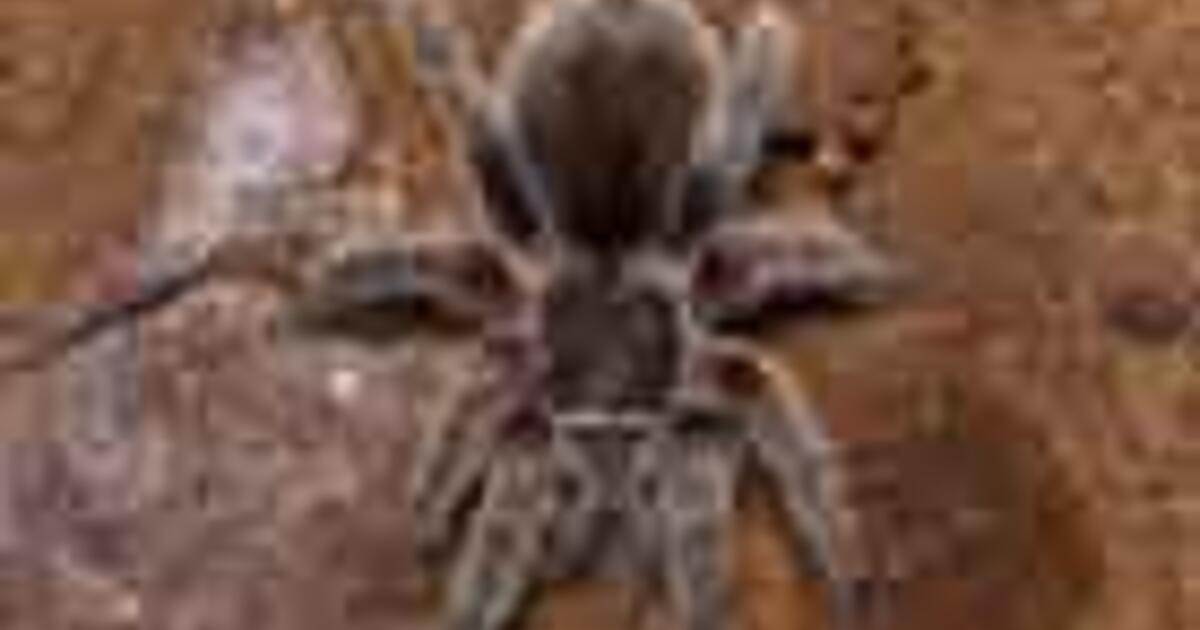 Poison for Good: Toxins and Venoms as Treatment | AMNH