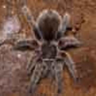 Poison Chilean Rosehair Tarantula Listing