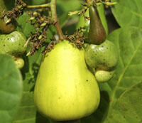 Cashew Fruit IBK-53143