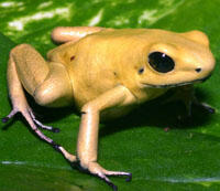 Golden Poison Frog Headshot