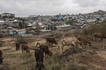 Maasai cattle grazing with urban areas in view behind them.