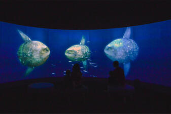 Silhouettes of Museum visitors against the glow of a giant screen showing three life-size fish.
