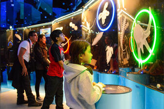 Visitors look look at a glowing wall display of images of plankton and larger marine life.