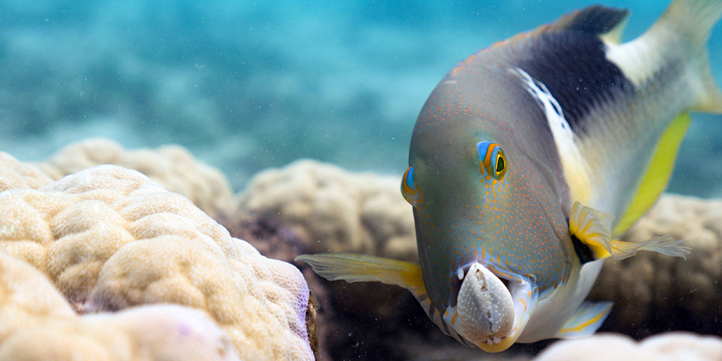 Oceans Our Blue Planet Family Nature Film Amnh