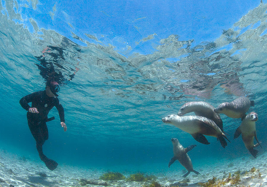Underwater diver views a family of five sea lions.