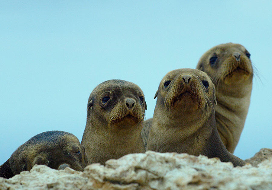 Four sea lions resting on land.