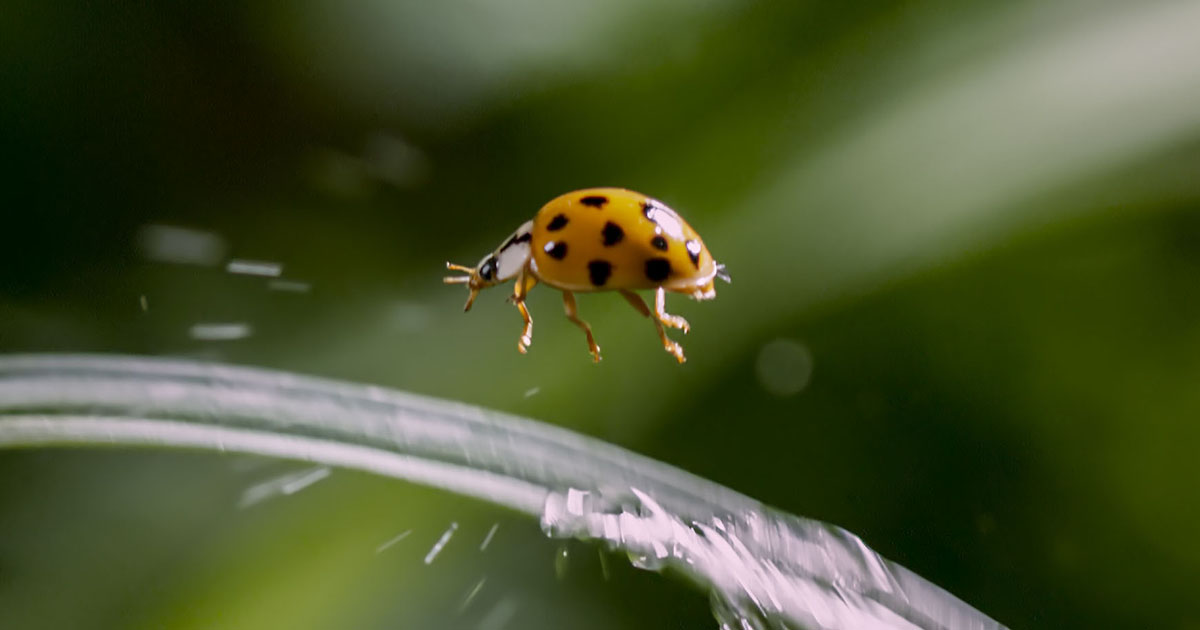 Backyard Wilderness Nature Film For Families Amnh