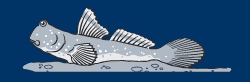 Illustration depicting a common mudskipper resting on the mud bed of a body of water.