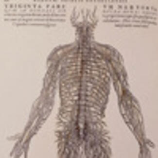 A drawing of a human form showing the spine and the network of nerves throughout the head, torso and limbs.