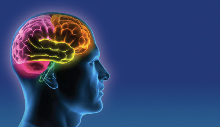 An image of a man’s head in profile depicting the brain with different regions represented in different colors.