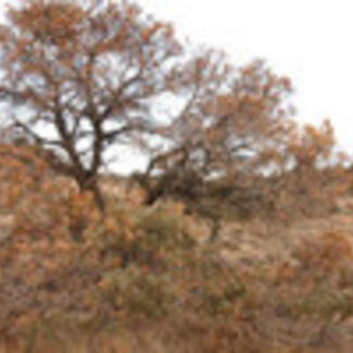 Trees and shrubs with brown leaves.