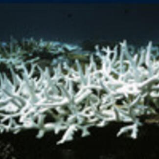 Spiky coral that has been bleached white due to the loss of symbiotic algae.