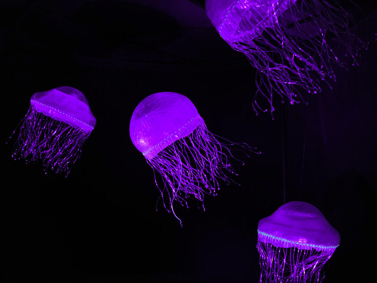 Four colorful, bioluminescent jellyfish glow against a dark background.