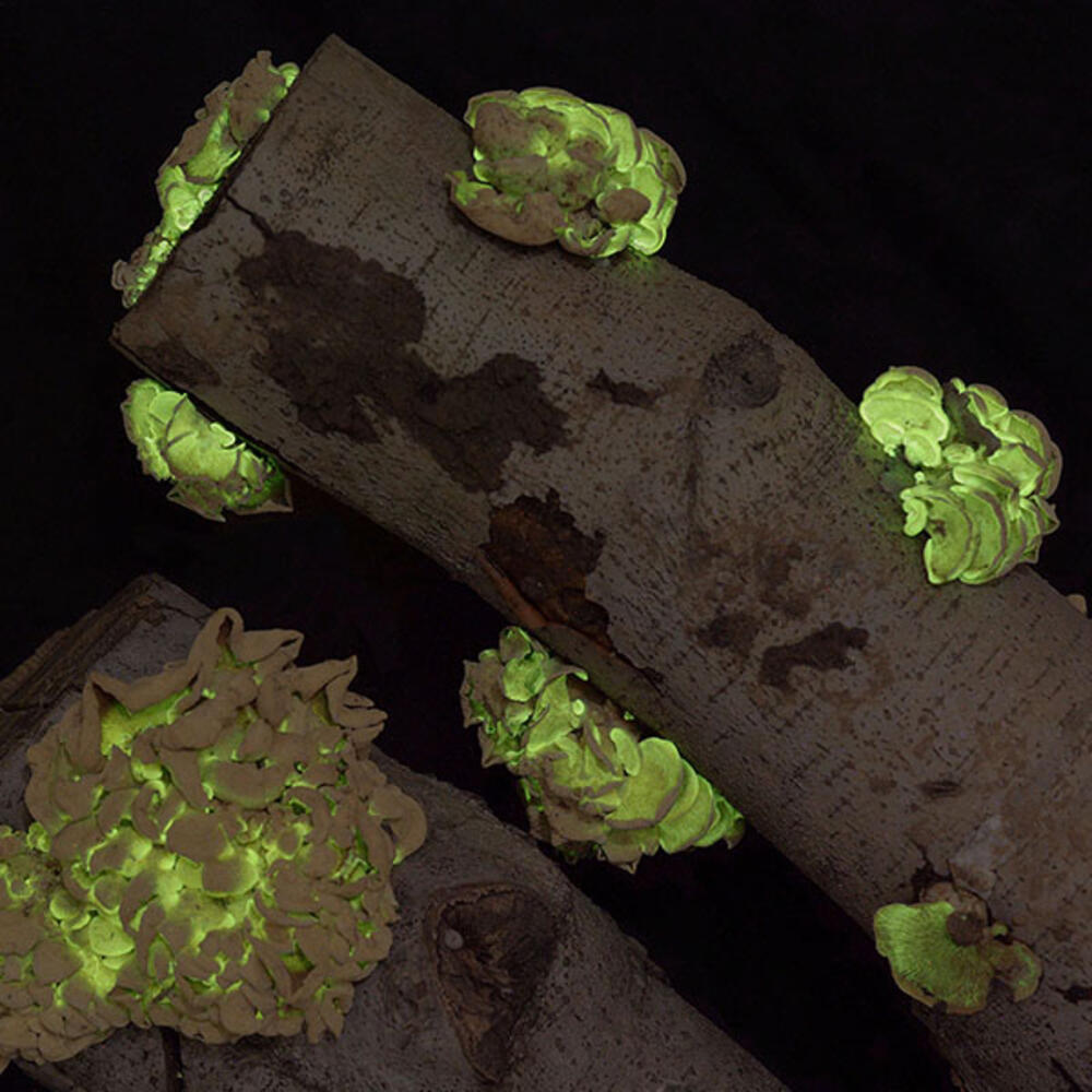 Seven clusters of bioluminescent mushrooms growing on a cylindrical object.