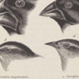 A drawing of the heads of four birds with short thick pointed beaks.