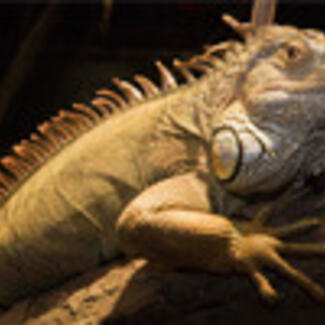 A reptile with brown skin, small spiky fronds running the length of its spine, and long thin fingers.