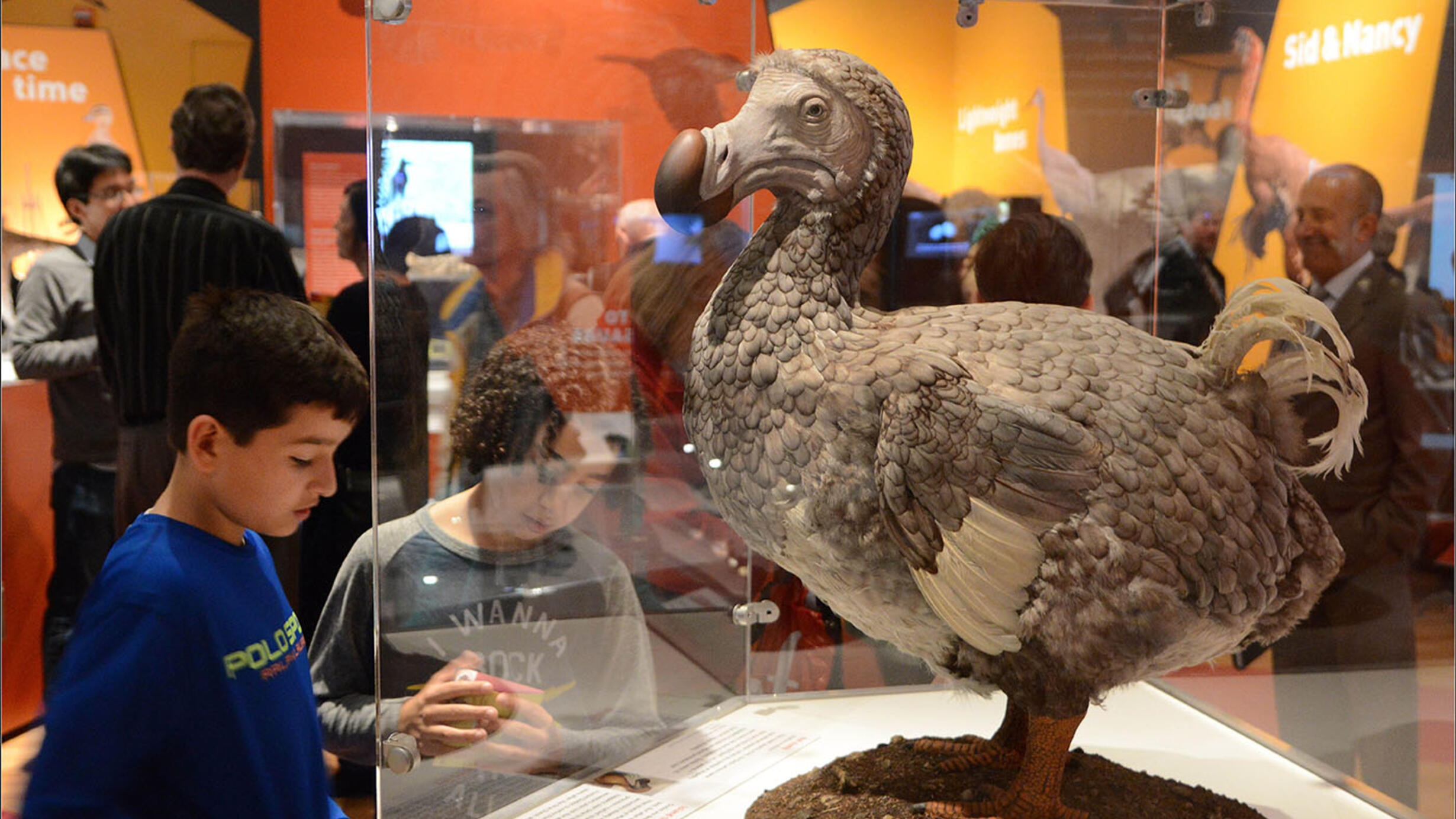 Two children read the label for a model of a dodo bird inside a glass case, with additional visitors to the Dinosaurs Among Us exhibition behind them.