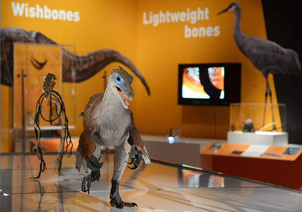 LIfe-sized velociraptor model seen amongst other models in the Museum's special exhibition, Dinosaurs Among Us.
