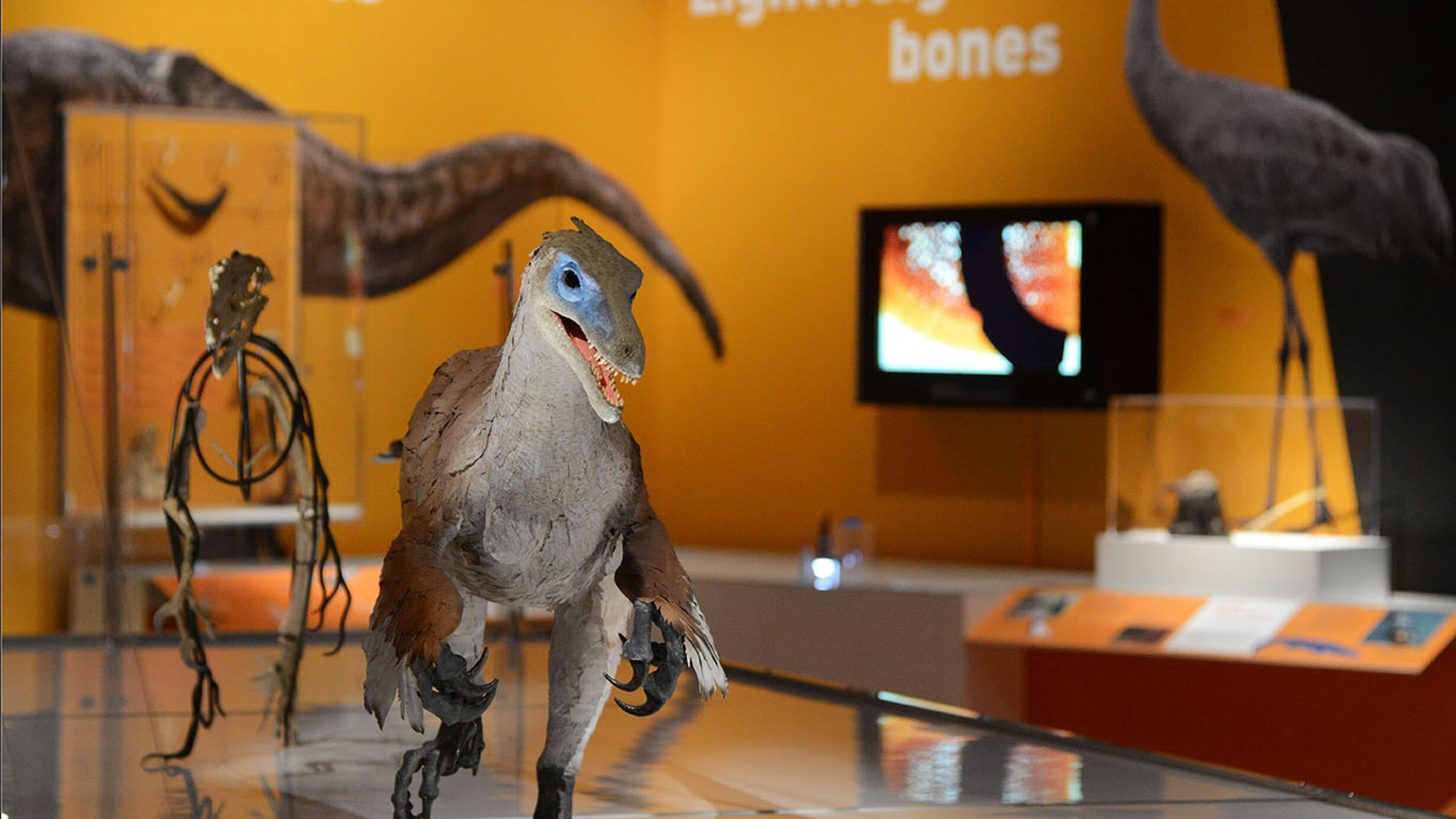 LIfe-sized velociraptor model seen amongst other models in the Museum's special exhibition, Dinosaurs Among Us.