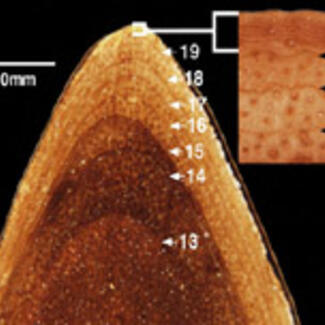 2-5_trexrib.jpg