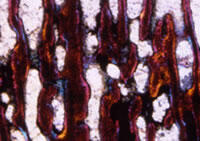 8_thin-section.jpg