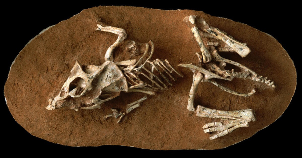 dinosaurs ancient fossils new discoveries exhibition amnh