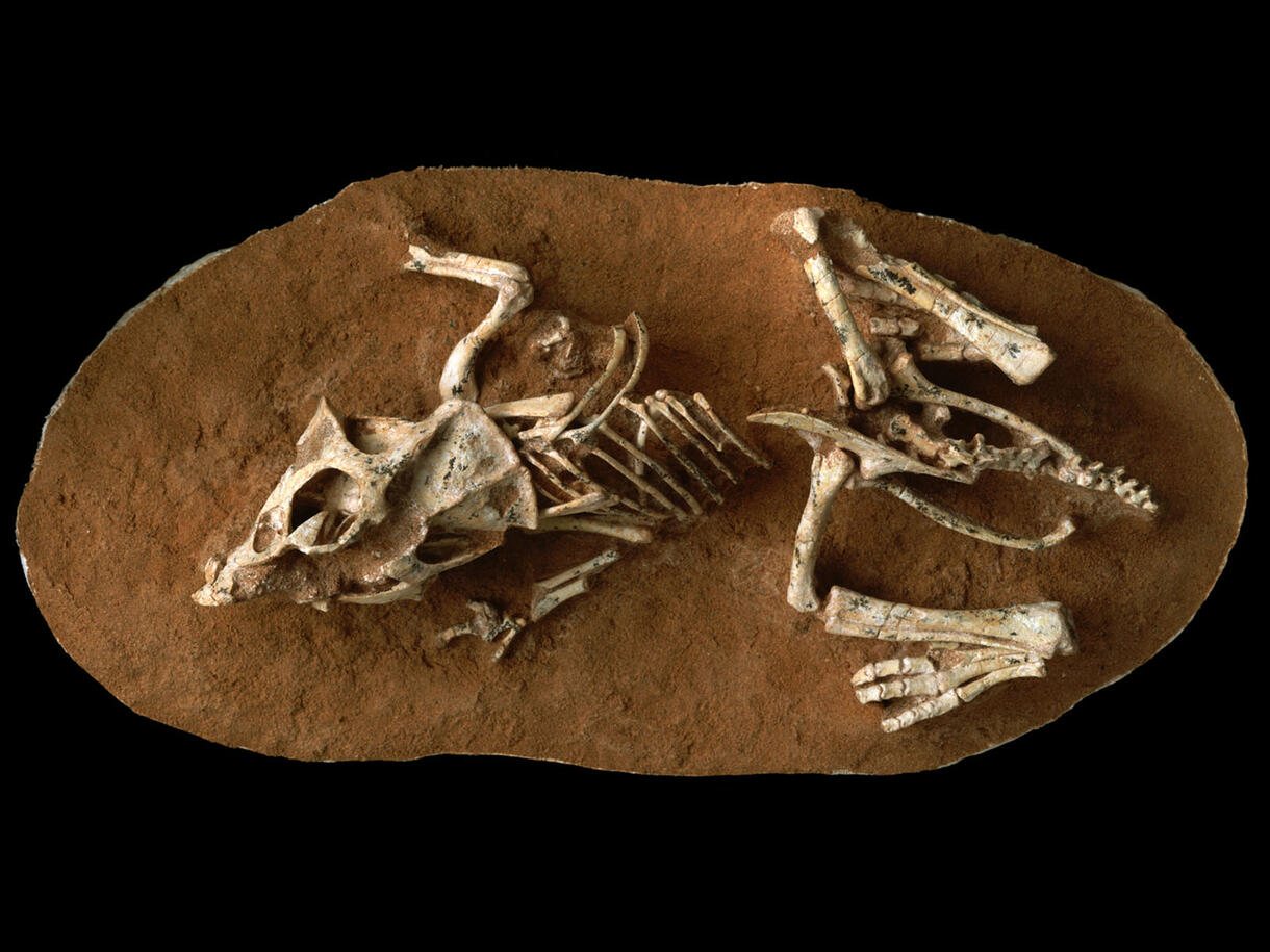 Full protoceratops fossil skeleton pictured from above.
