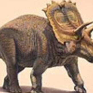 A drawing representing an Anchiceratops shows a large quadruped with a large flat frill extending from the back of its head, two long horns above its eyes, and a shorter horn on its snout.