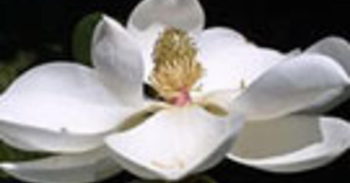 When Flowers First Bloomed AMNH