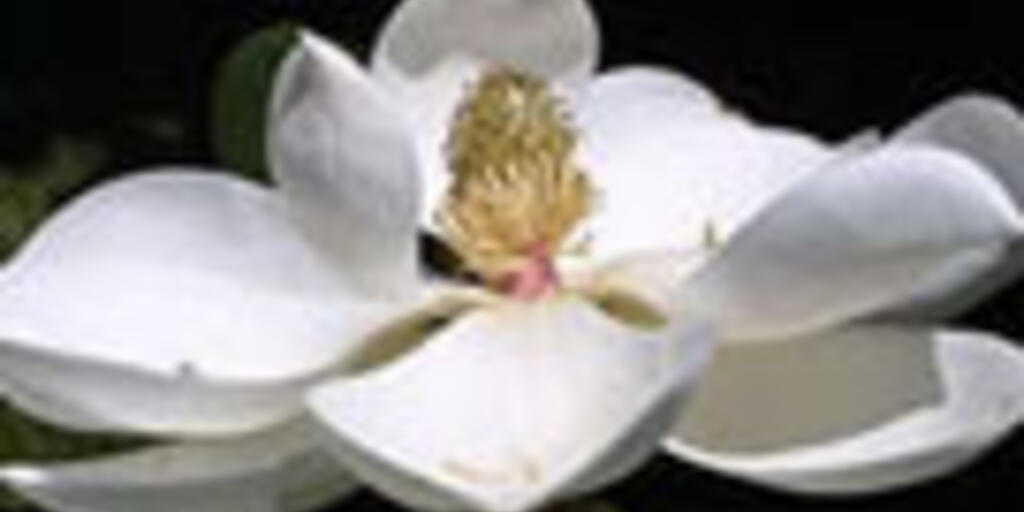 When Flowers First Bloomed Amnh When Flowers First Bloomed Amnh