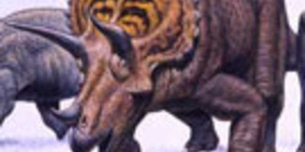 The Horned Dinosaurs Amnh The Horned Dinosaurs Amnh