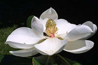 magnolia_stevenjbaskauf.jpg