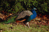 peacock