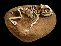 protoceratops_baby.jpg