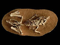 protoceratops_juvenile.jpg