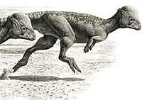 raulmartin_pachycephalosaurs.jpg