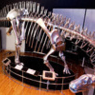 A small model of a sauropod dinosaur.