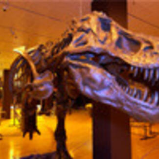 The fossil skull and partial skeleton of Tyrannosaurus rex shows a large reptile with its jaw open to show its large teeth.