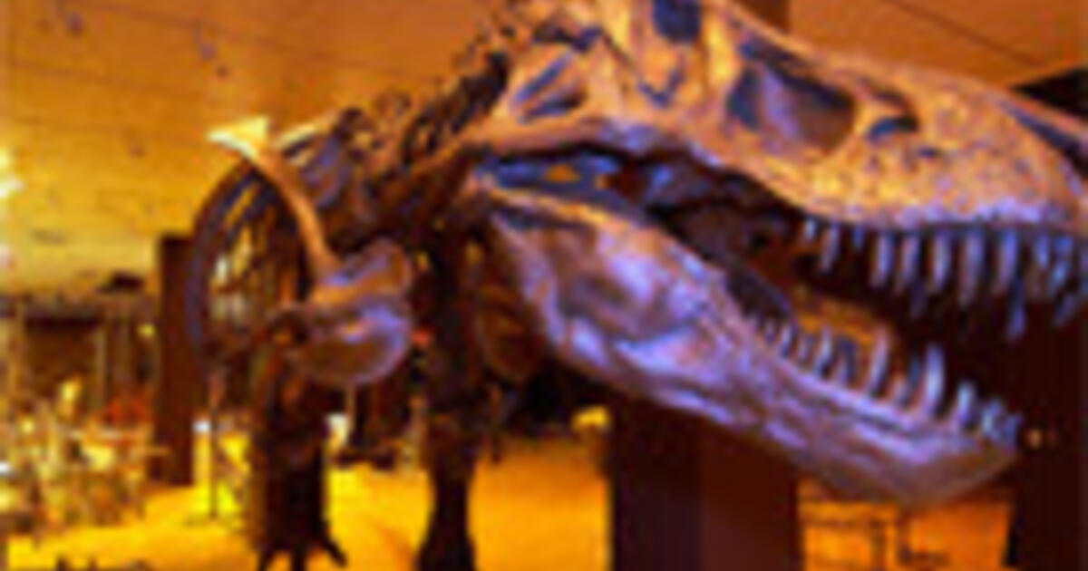 The Problem Of Size Amnh