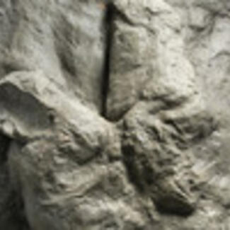 The footprint of a Tyrannosaurus rex in a stone slab shows a compact foot with three wide toes.