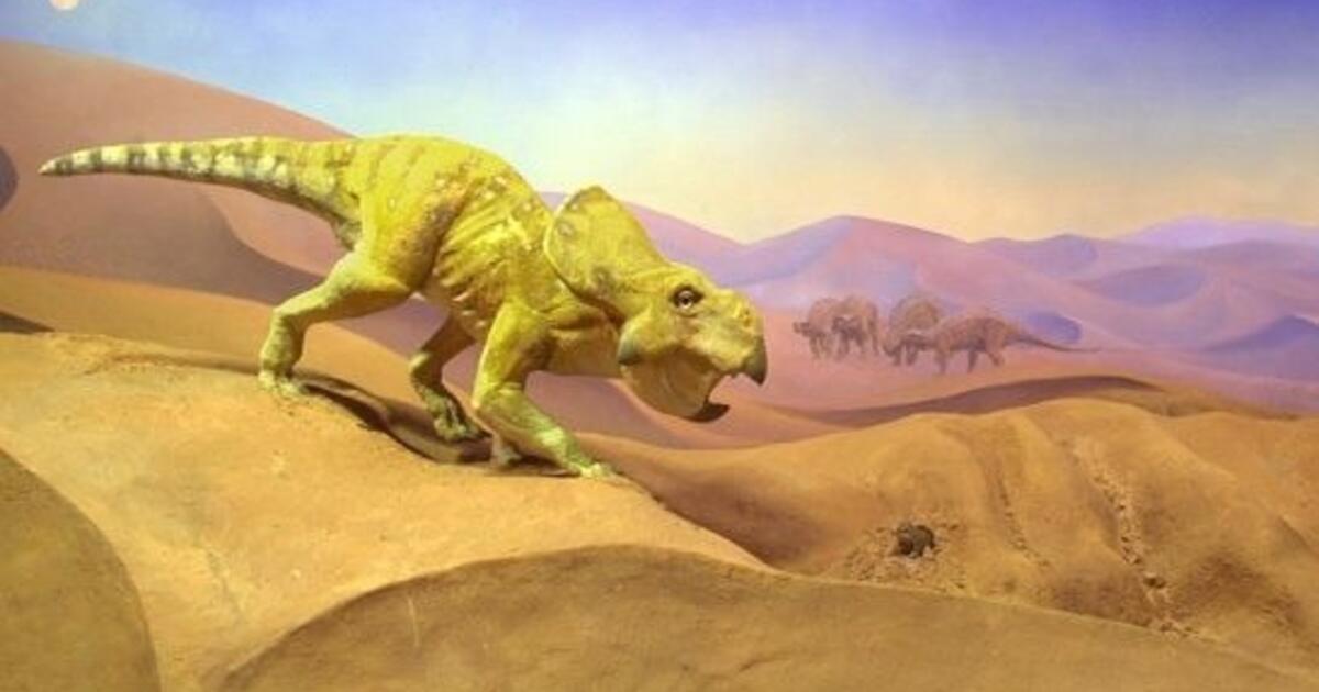 Fighting Dinos Exhibition AMNH