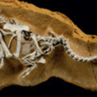 A small skeleton fossilized in a stone slab.