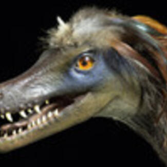 A close-up of the head of a Velociraptor model, showing the rows of small sharp top and bottom teeth, a leathery snout, and the top of its head and neck with tufts of feathers.