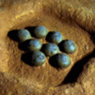 Eight small round identical specimens in a small depression, suggestive of a clutch of fossilized eggs.