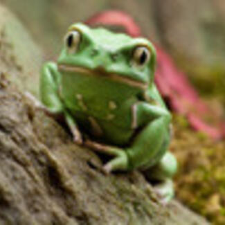 A green frog perched on brown tree bark.