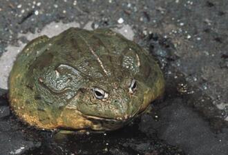 Photo of an animal, an African bull frog, shows a wide body, dark green skin, dark raised markings on its back, and light-tan underbelly.