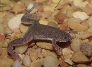 Photo of an African clawed frog shows the animal swimming above pebbles. It has long fingers, powerful hind legs and small front legs.
