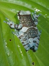An Amazon milk frog perched on a wet green leaf. The animal has light and dark markings, and long thick fingers with rounded tips.