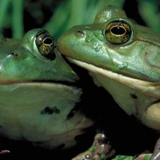 Close-up of the heads of two green frogs with large eyes and white throats.