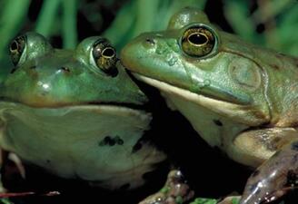 Close-up of the heads of two green frogs with large eyes and white throats.